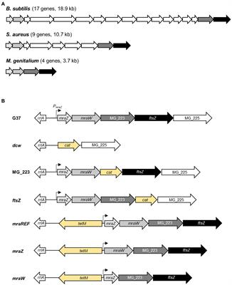 Functional Characterization of the Cell Division Gene Cluster of the Wall-less Bacterium Mycoplasma genitalium